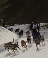 2009-03-14, Competition de traineaux a chiens au Bec-scie (114356)